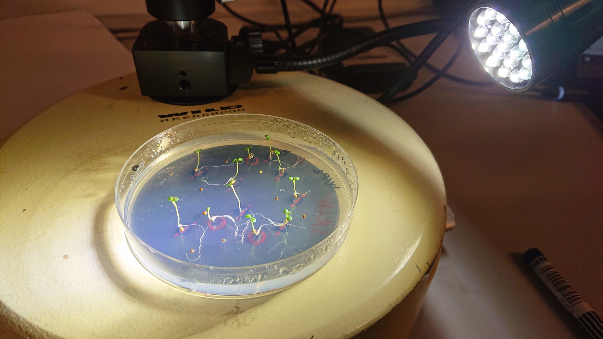 bioSPIRE a germination experiment in the lab Biospire