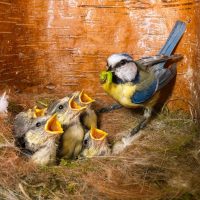 Photo of a blue tit feeding chicks in a nest