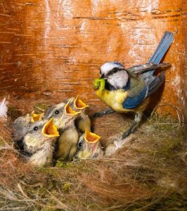 Photo of a blue tit feeding chicks in a nest