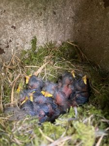 Photo of a bird nest with several chicks