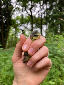 Photo of a bird chick held in someone's hand