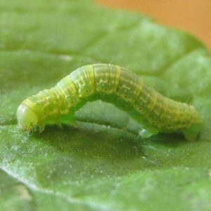 Photo of a caterpillar on a leaf 