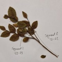 Photo of a Dried plant specimen with multiple leaves attached to a stem; the plant specimen lays on a sheet of paper, and annotations indicate two labeled segments: '22-23 and '21-22.