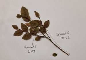 Photo of a Dried plant specimen with multiple leaves attached to a stem; the plant specimen lays on a sheet of paper, and annotations indicate two labeled segments: '22-23 and '21-22.