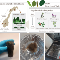a composite image showing the map of norway and 4 locations with various habitat types and macroclimatic conditions, illustrations of plant functional traits and key for dwarf shrub species, and 3 photos of samples in a laboratory context
