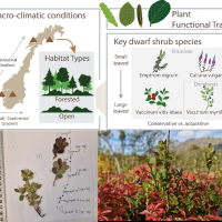 a composite image showing the map of norway and 4 locations with various habitat types and macroclimatic conditions, pictures of plants and descriptions of their functional traits