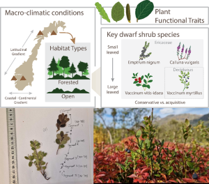 a composite image showing the map of norway and 4 locations with various habitat types and macroclimatic conditions, pictures of plants and descriptions of their functional traits