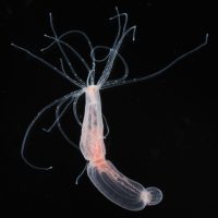 Darkfield photo of the sea anemone Nematostella vectensis